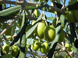 Terreno agricolo in Vendita a Canosa di Puglia, 6'000€, 2950 m²