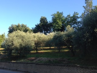 Terreno edificabile in Vendita a Montegiorgio, 38'000€, 1500 m²