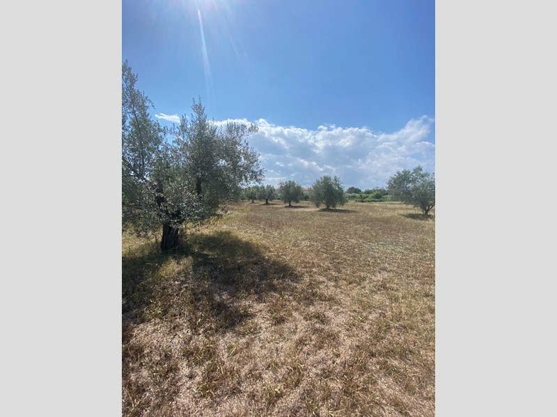 Terreno agricolo in Vendita a Fermo, 55'000€, 12060 m²