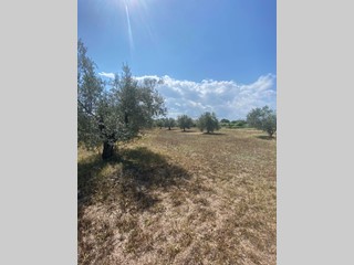 Terreno agricolo in Vendita a Fermo, 55'000€, 12060 m²