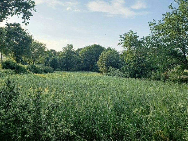 Terreno agricolo in Vendita a Amaseno, 18'000€, 7200 m²