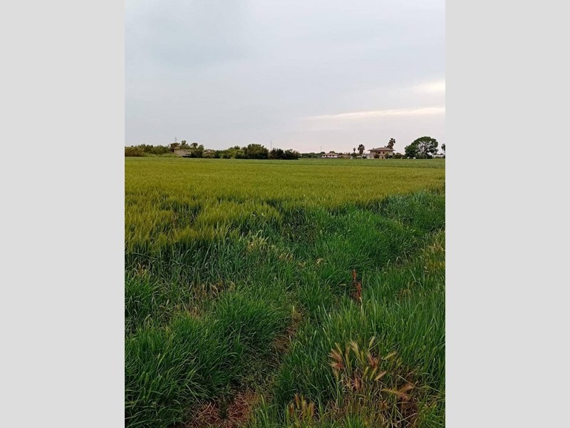 Terreno agricolo in Vendita a Terracina, 1'100'000€, 90000 m²