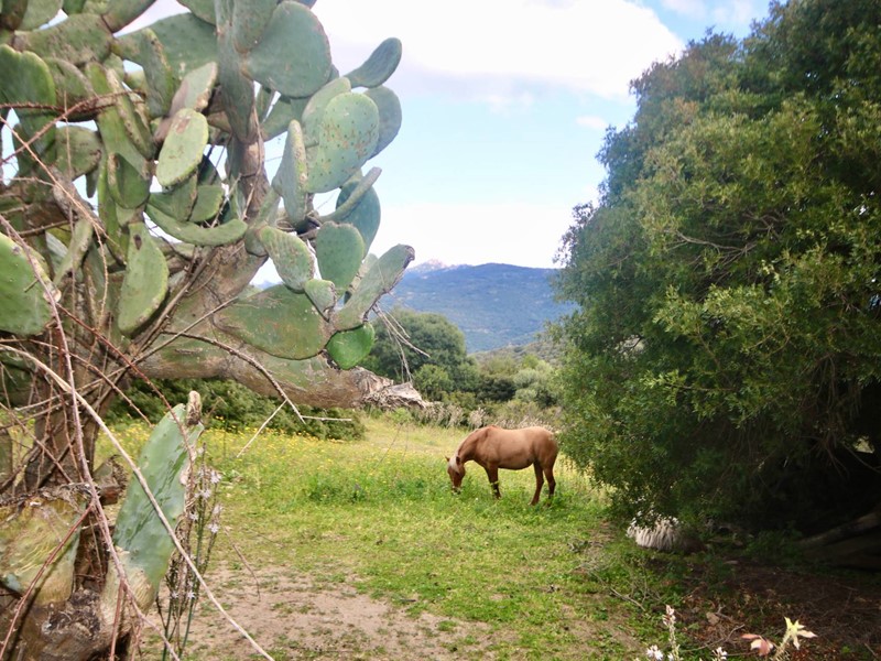 Terreno agricolo in Vendita a Sant'Antonio di Gallura, 250'000€, 165000 m²