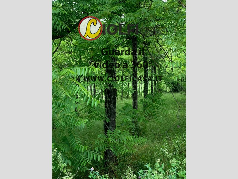 Terreno agricolo in Vendita a Cervaro, 18'000€, 4800 m²