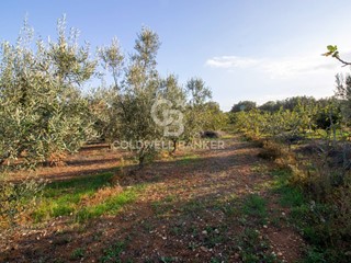 Terreno agricolo in Vendita a San Vito dei Normanni, 25'000€, 10930 m²