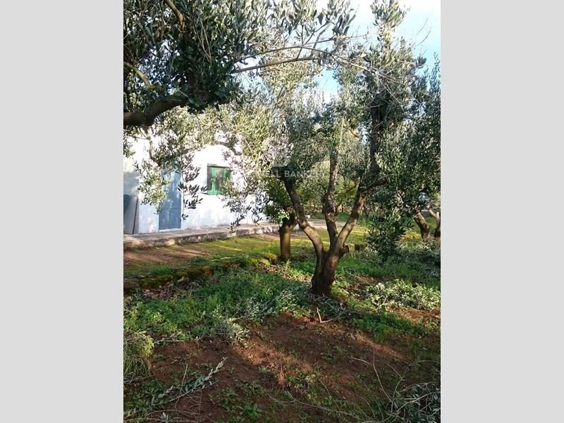 Terreno agricolo in Vendita a Mesagne, 35'000€, 6500 m²