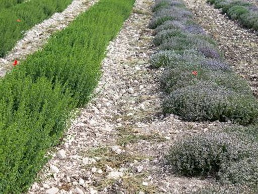 Terreno agricolo in Vendita a Fermo, 250'000€, 115000 m²