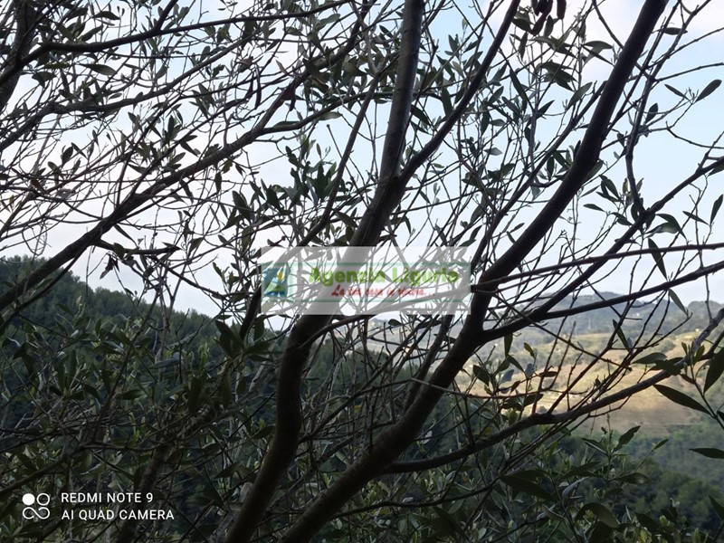 Rustico in Vendita a Perinaldo, 50'000€, 5000 m²