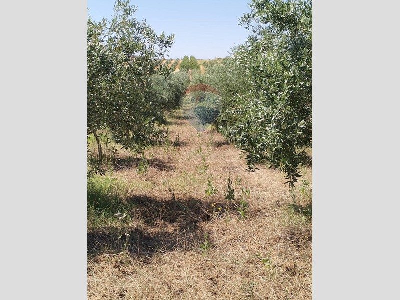 Terreno edificabile in Vendita a Caltagirone, 12'000€, 4231 m²