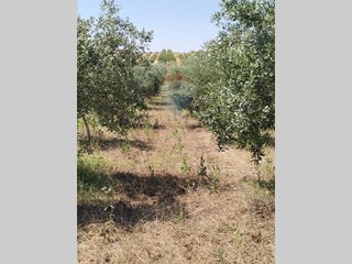 Terreno edificabile in Vendita a Caltagirone, 12'000€, 4231 m²