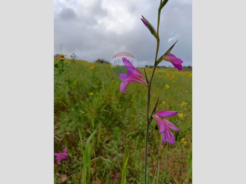 Terreno agricolo in Vendita a Caltagirone, 45'000€, 31930 m²