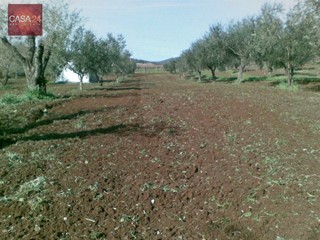 Terreno agricolo in Vendita a Cori, 20'000€, 4600 m²