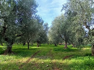 Terreno agricolo in Vendita a Ischitella, 23'000€, 3348 m²