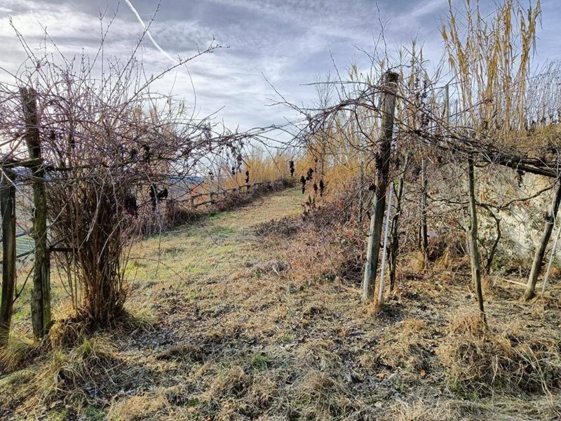 Terreno agricolo in Vendita a Serralunga d'Alba, 530 m²
