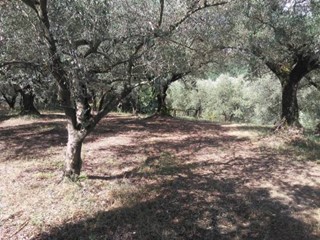 Terreno agricolo in Vendita a Guidonia Montecelio, 12'000€, 4800 m²