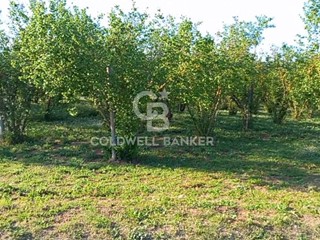 Terreno agricolo in Vendita a Gallese, 155'000€, 25000 m²