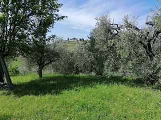 Terreno agricolo in Vendita a Acquaviva Picena, 7'500€, 7770 m²