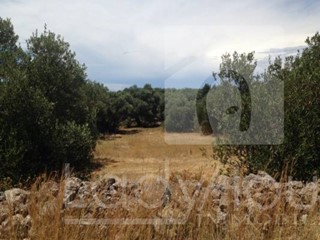 Terreno agricolo in Vendita a Gallipoli, 29'000€, 7200 m²