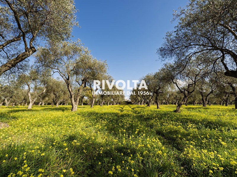 Terreno agricolo in Vendita a Alghero, 220'000€, 49000 m²