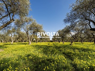 Terreno agricolo in Vendita a Alghero, 220'000€, 49000 m²