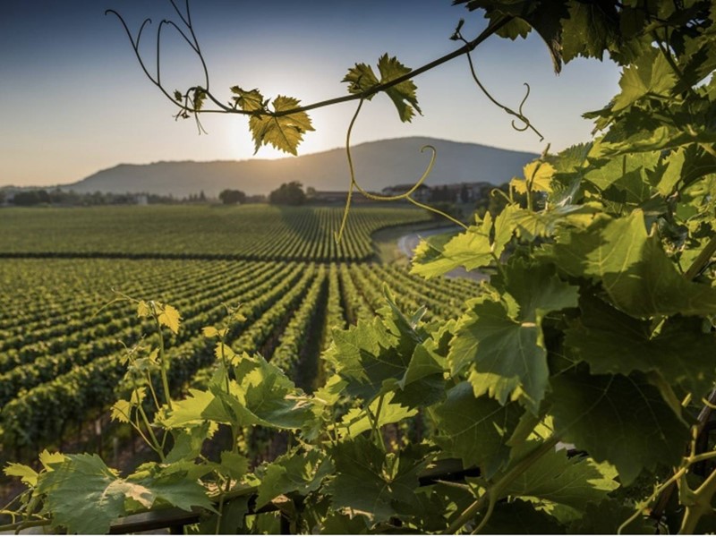 Terreno agricolo in Vendita a Pozzolengo, 1'200'000€, 26775 m²