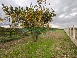 Terreno agricolo in Vendita a Maddaloni, 25'000€, 1694 m²