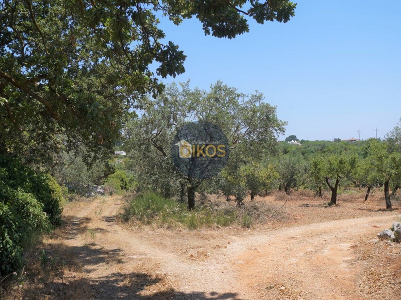 Terreno agricolo in Vendita a Monopoli, 46'000€, 13000 m²