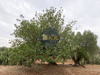 Terreno edificabile in Vendita a Monopoli, 75'000€, 6500 m²