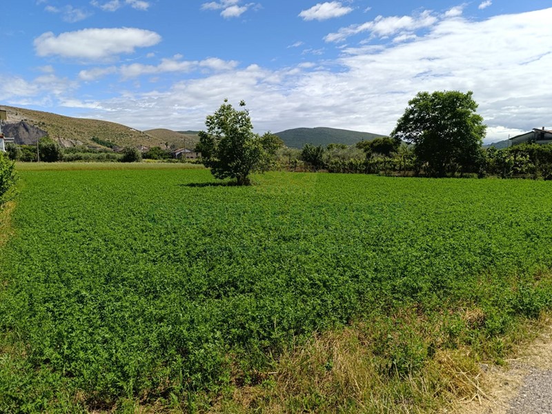 Terreno agricolo in Vendita a Vitulazio, 23'000€, 2000 m²