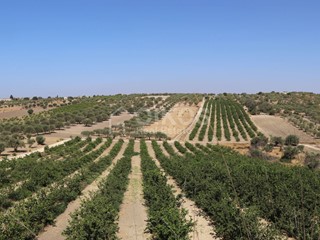 Terreno agricolo in Vendita a Noto, 320'000€, 64000 m²
