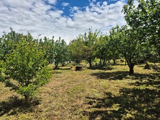 Terreno agricolo in Vendita a Somma Vesuviana, 35'000€, 1964 m²