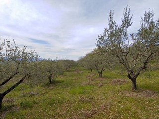 Terreno agricolo in Vendita a Assisi, 37'000€, 10725 m²