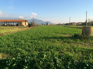 Terreno agricolo in Affitto a Pisa, 580€, 2320 m²
