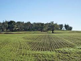 Terreno agricolo in Vendita a San Giuliano Terme, 12'000€, 1100 m²