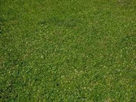 Terreno agricolo in Vendita a Cascina, 16'000€, 2100 m²