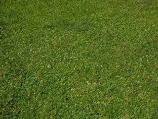 Terreno agricolo in Vendita a Cascina, 16'000€, 2100 m²