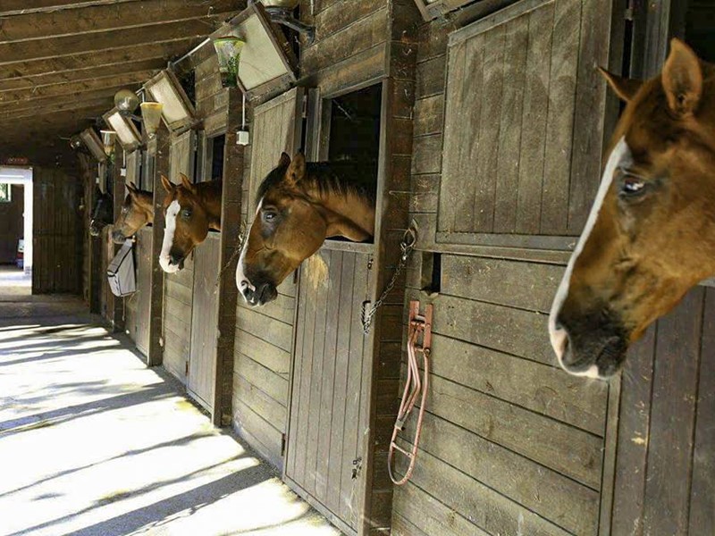 Attività commerciale in Vendita a Pesaro, 250'000&euro;, 10050 m²