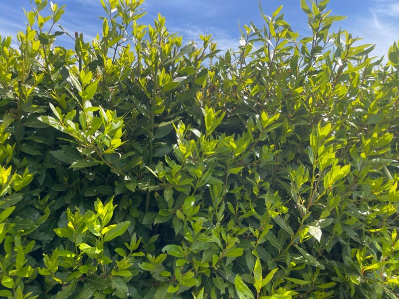 Bilocale in Affitto a Fucecchio, 650&euro;, 53 m²