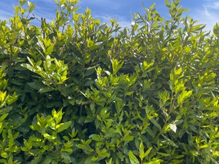 Bilocale in Affitto a Fucecchio, 650&euro;, 53 m²