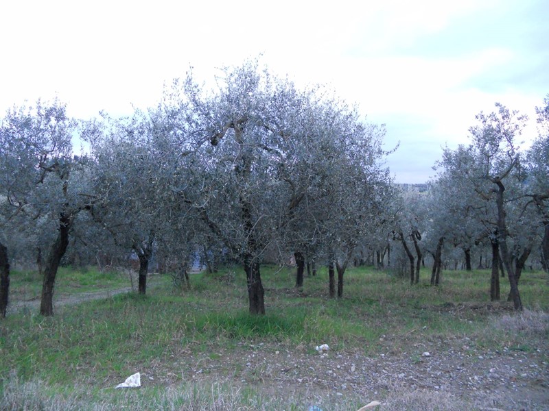 Terreno agricolo in Vendita a Montespertoli, 63'000€, 20000 m²