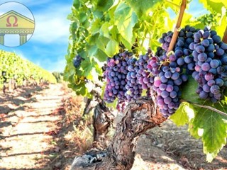 Terreno agricolo in Vendita a Treviso, 160'000€, 28900 m²