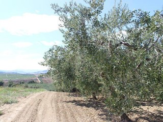 Terreno edificabile in Vendita a Cupello, 75'000€, 2760 m²