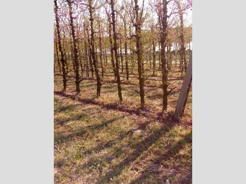 Terreno agricolo in Affitto a Faenza, 70'000€, 5000 m²