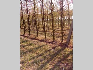 Terreno agricolo in Affitto a Faenza, 70'000€, 5000 m²