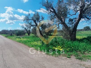 Terreno agricolo in Vendita a Cellino San Marco, 7'000&euro;, 5875 m²