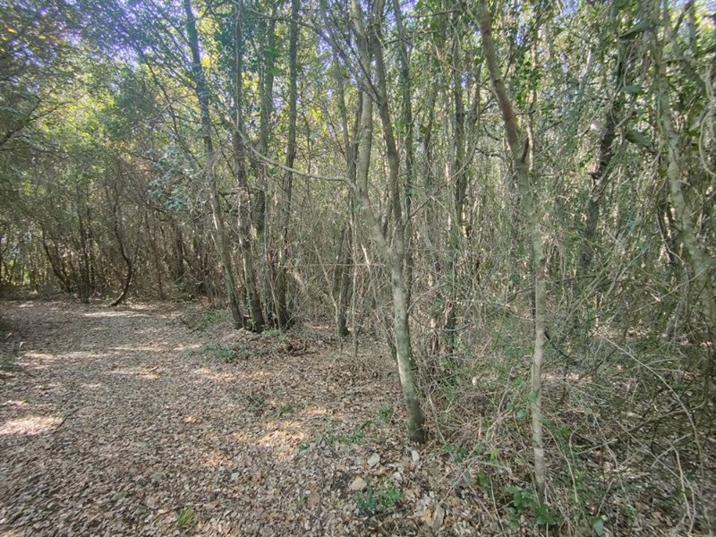 Terreno agricolo in Vendita a Amelia, 50'000€, 36350 m²