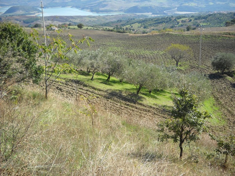 Terreno agricolo in Vendita a Guardialfiera, 11'000€, 4060 m²