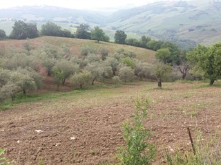 Terreno agricolo in Vendita a Guardialfiera, 20'000€, 22633 m²