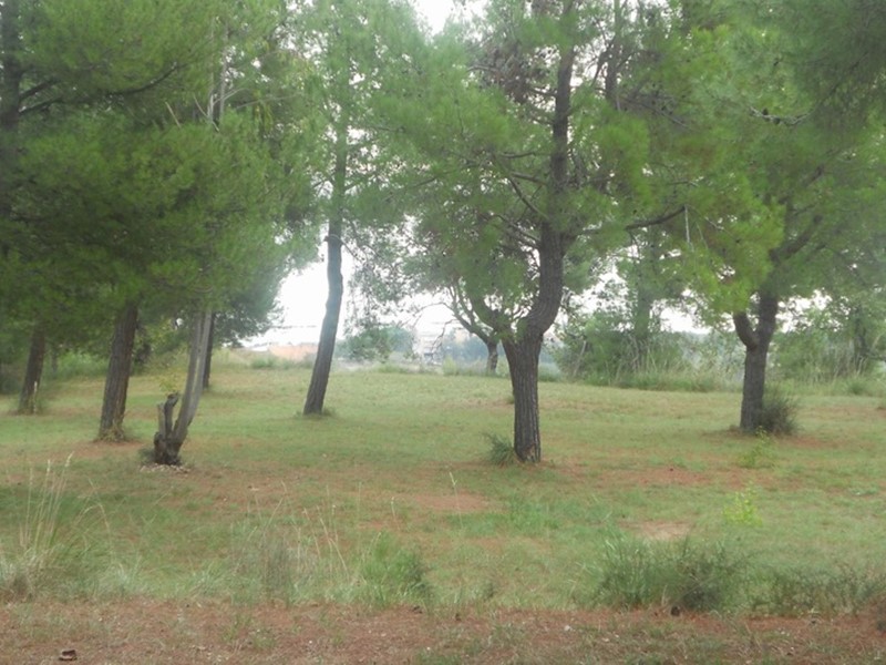 Terreno agricolo in Vendita a Massignano, 23000 m²