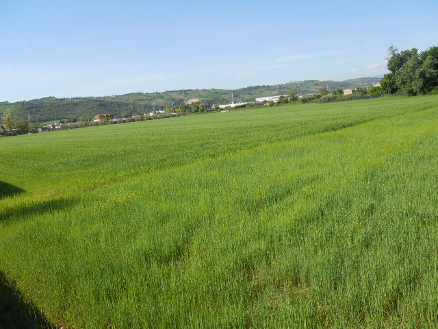 Terreno edificabile in Vendita a Monteprandone, 35000 m²